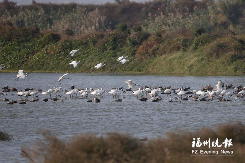 闽江河口湿地成为“鸟的天堂” 五万水鸟年年来相会