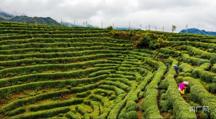 福建光泽：人间四月天 茶香最风华