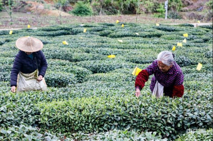 福建光泽：人间四月天 茶香最风华