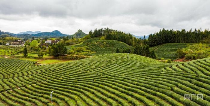 福建光泽：人间四月天 茶香最风华