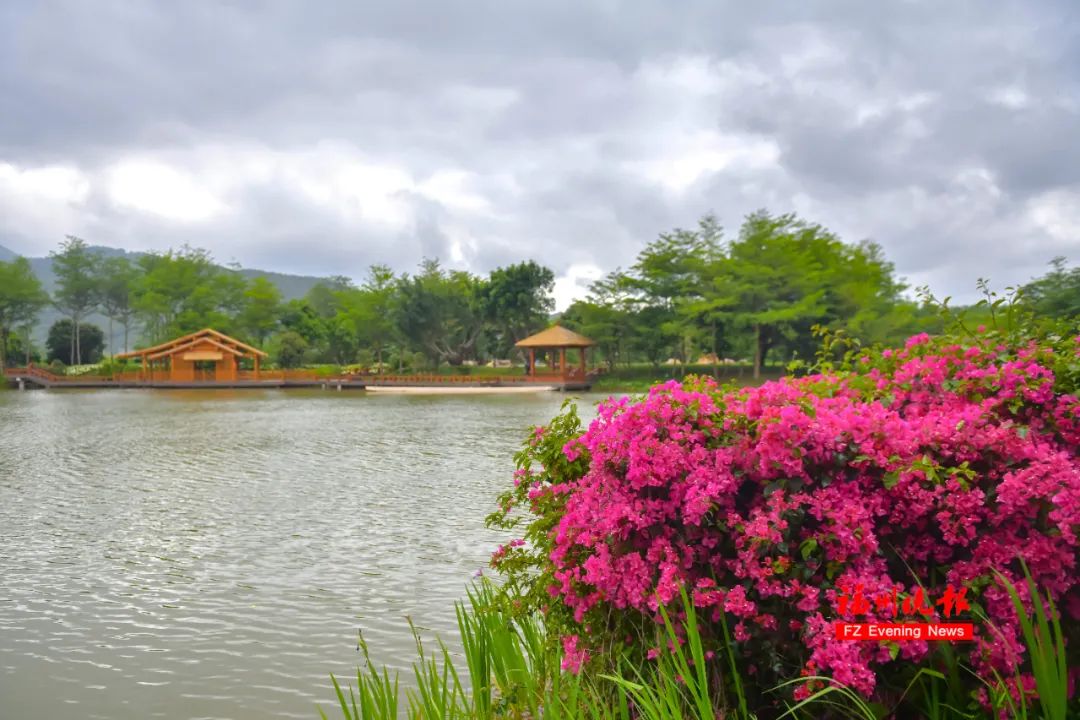 太美了！福州花海公园“颜值升级”