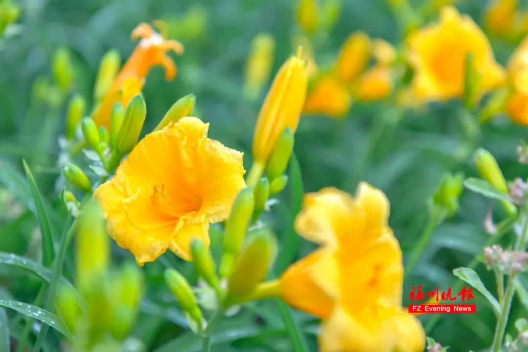 太美了！福州花海公园“颜值升级”