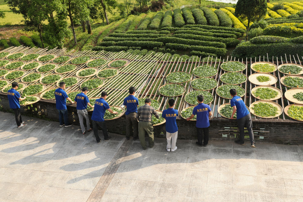 福建武夷山：不误农时采茶制茶