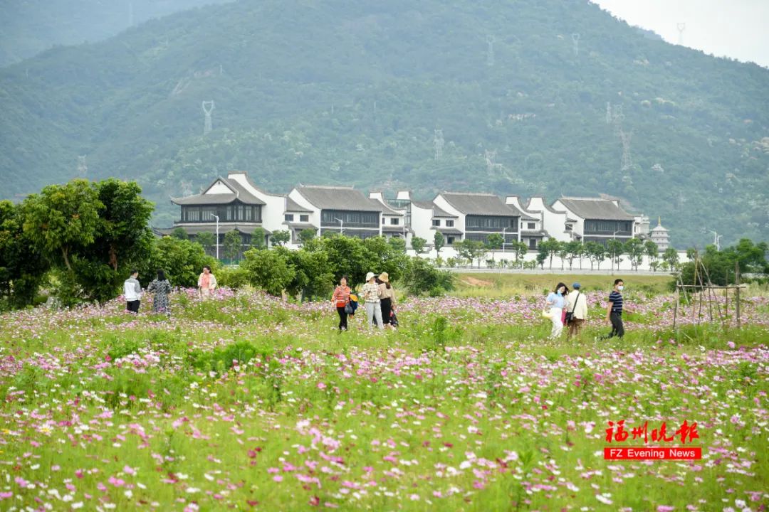 千亩花海！福州这里太美了！