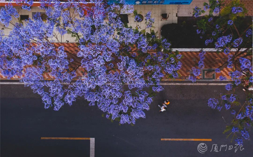 唯美浪漫！蓝花楹、相思树……花都开好了！