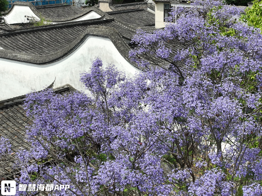 绝美！福州蓝花楹绽放，点缀不一样的初夏……