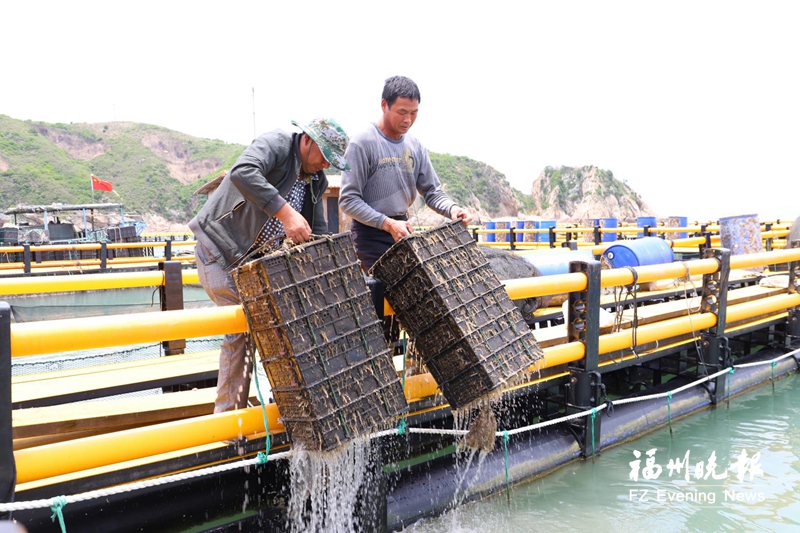 连江在全省首创深水网箱养殖模式 黄螺住进“深海别墅”
