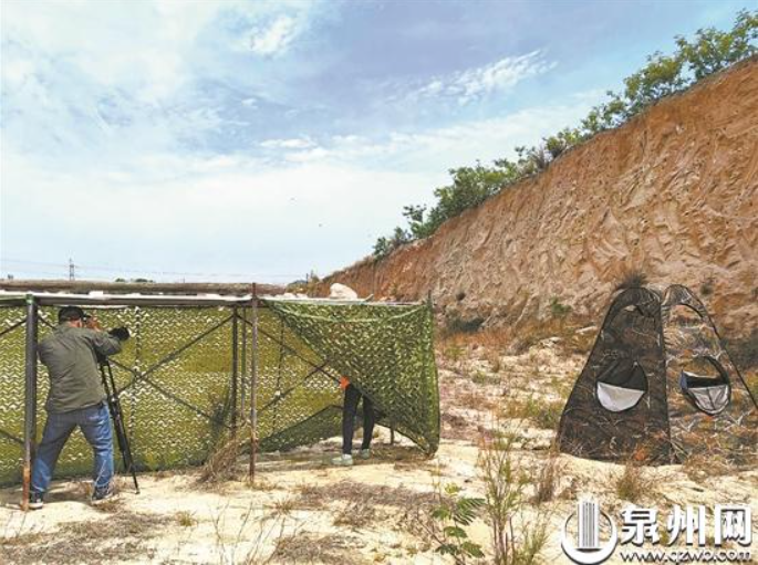 看！“中国最美小鸟”在福建这里安家