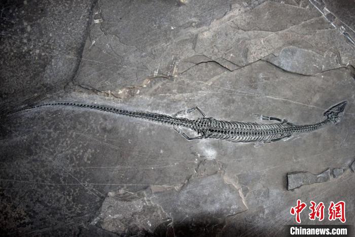 世界上尾巴最长、中国最早的肿肋龙化石首现云南