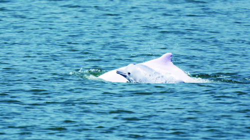 厦门海域白海豚种群数量逐年增长