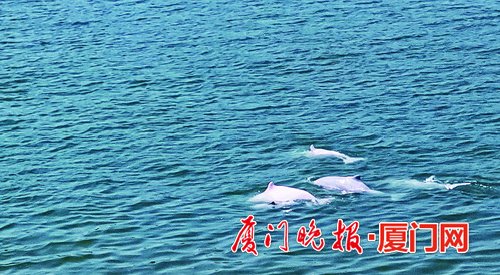 厦门海域白海豚种群数量逐年增长