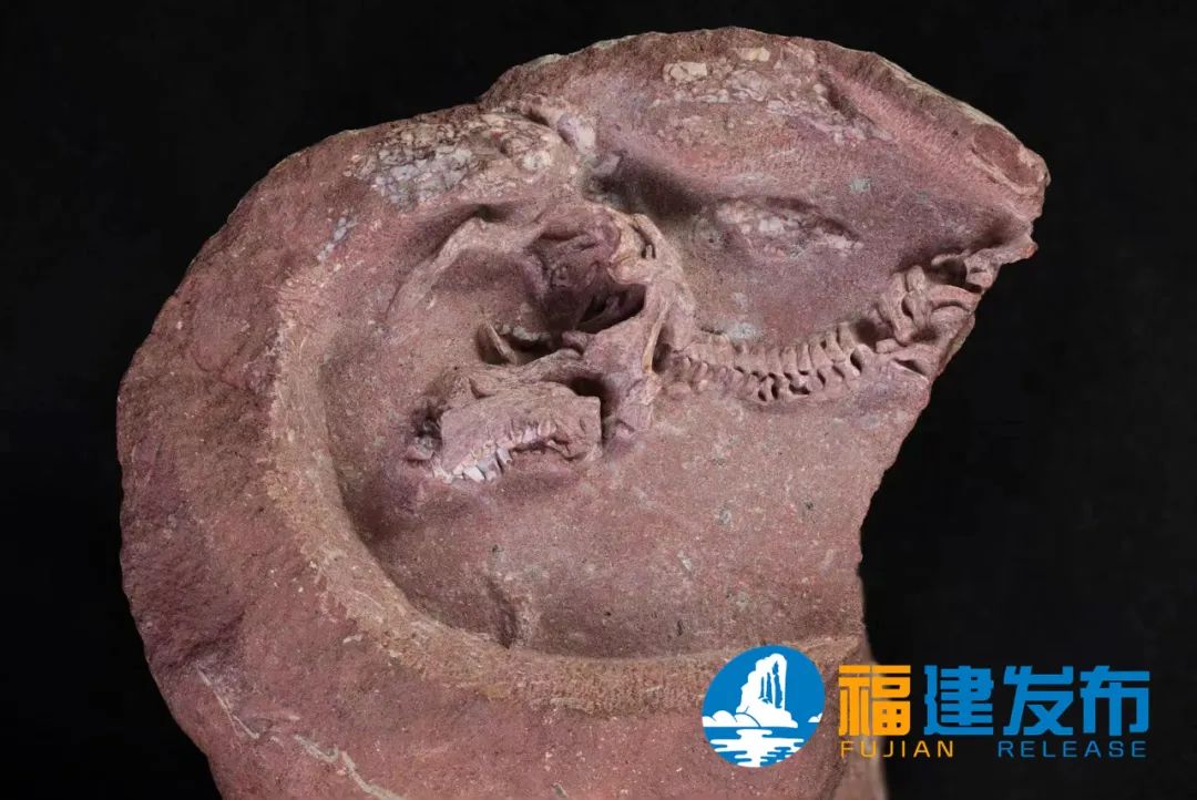 中国发现迄今为止科学记录最完整的鸭嘴龙胚胎！亮相福建→