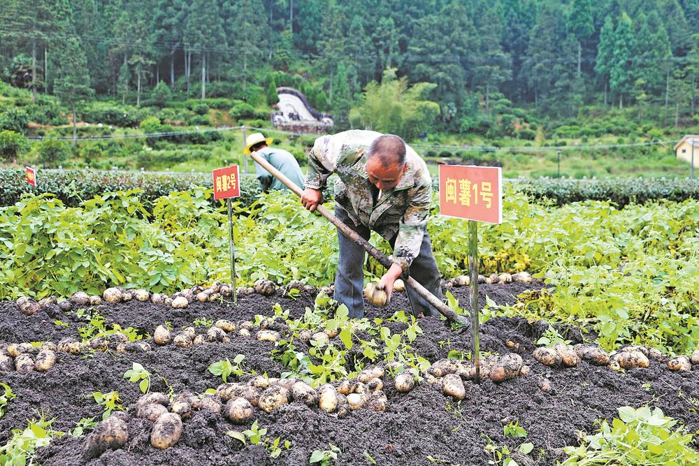 “闽薯家族”喜添新成员！