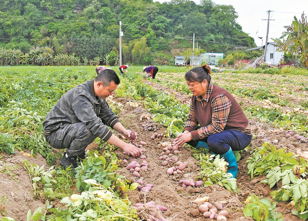 “闽薯家族”喜添新成员！