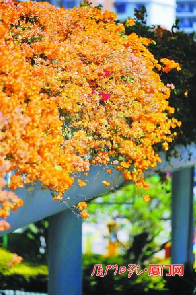 香槟色的三角梅您见过吗？厦门这条“花路”火了！