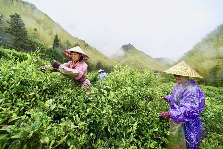 武夷山上采茶工
