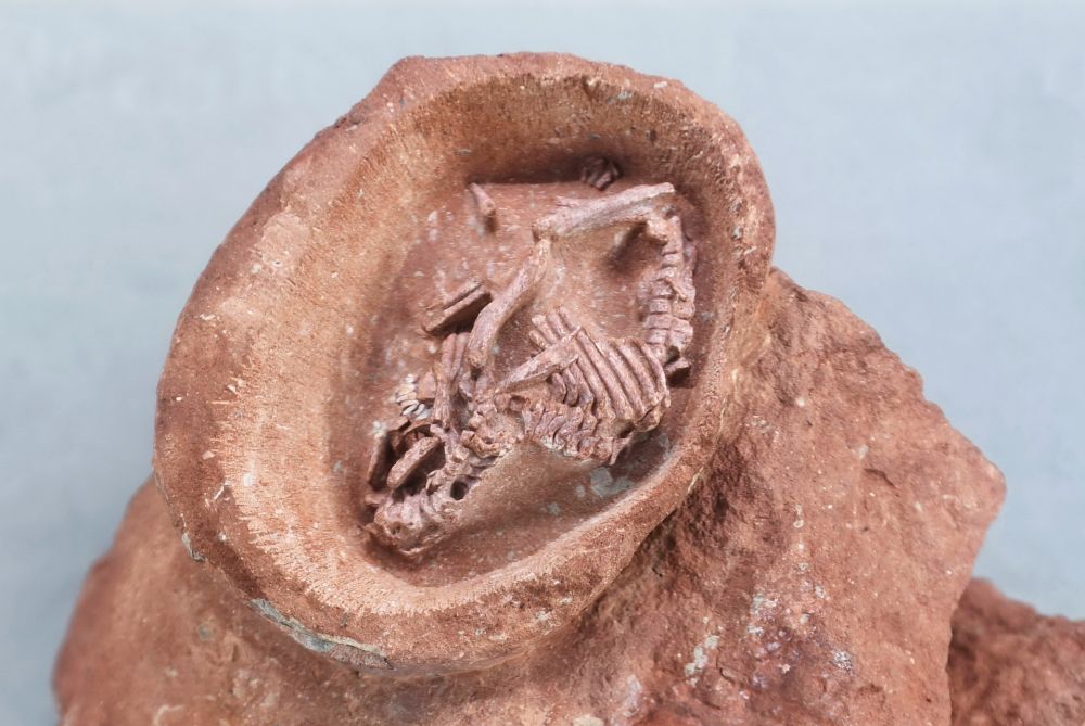 远古发现丨新发现两枚胚胎化石，蛋里的鸭嘴龙“宝宝”长啥样？