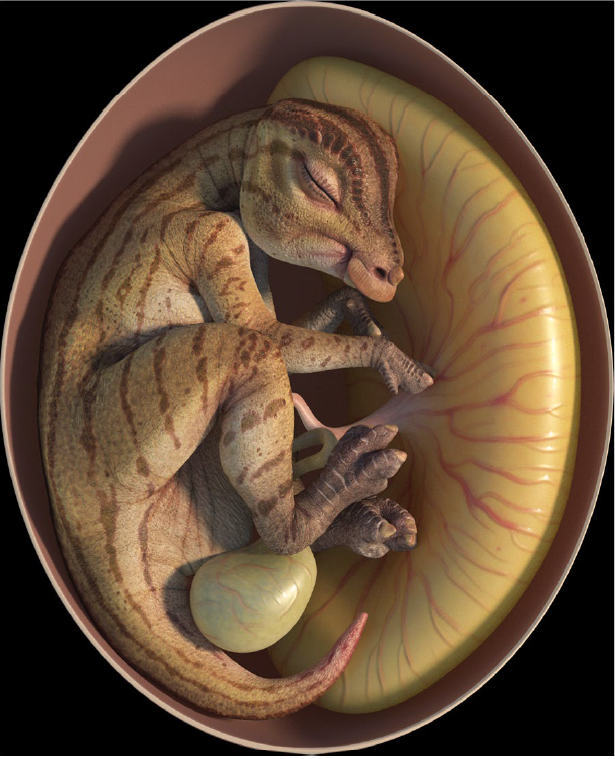 远古发现丨新发现两枚胚胎化石，蛋里的鸭嘴龙“宝宝”长啥样？