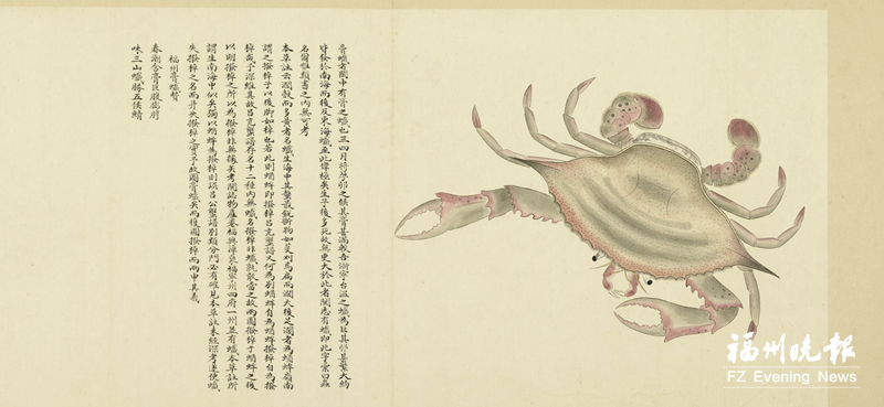 清代《海错图》第四卷找到 作者赞福州梭子蟹“天下第一”