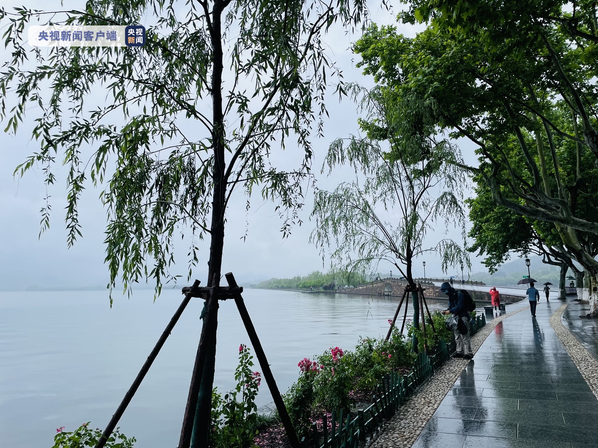 杭州西湖断桥边的柳树已连夜补种 杭州西湖景区回应：深入调查后将追责