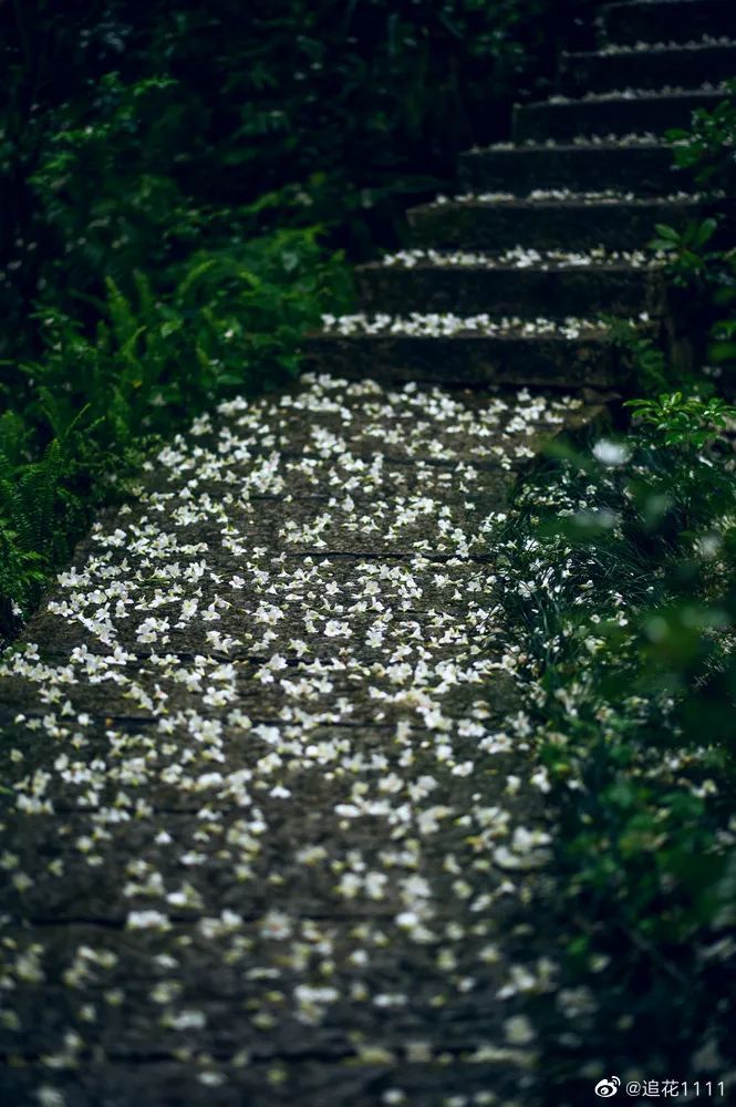 鼓山木油桐花开，五月纷飞“雪”！