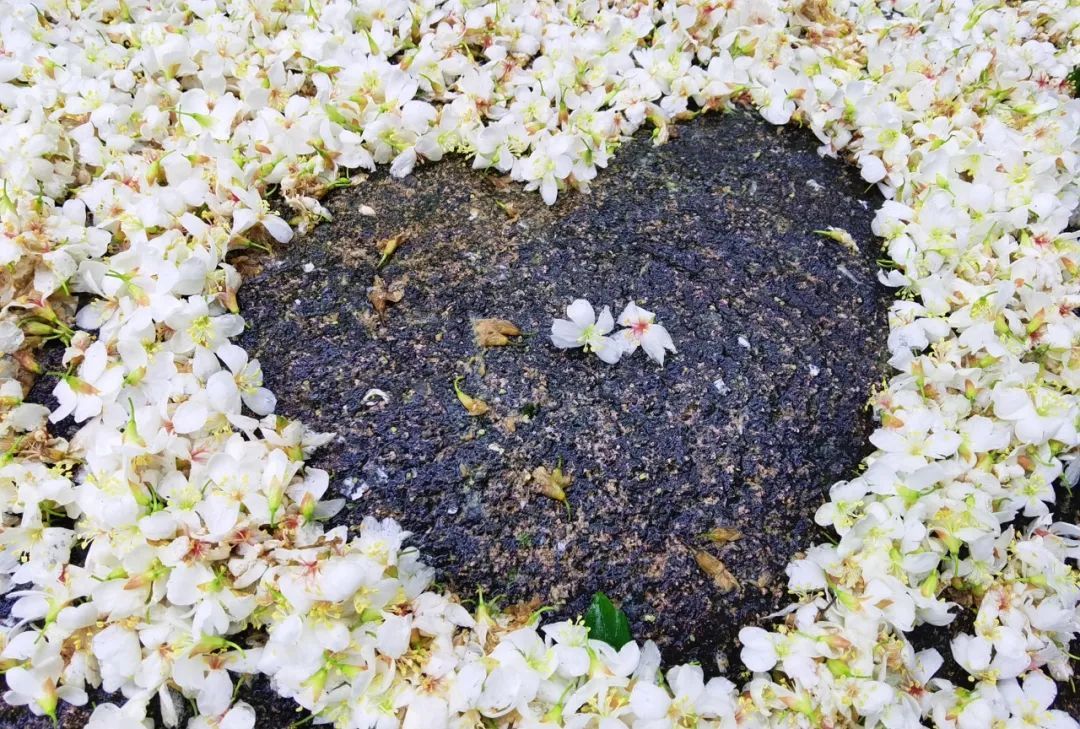 鼓山木油桐花开，五月纷飞“雪”！