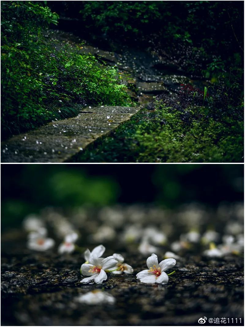 鼓山木油桐花开，五月纷飞“雪”！