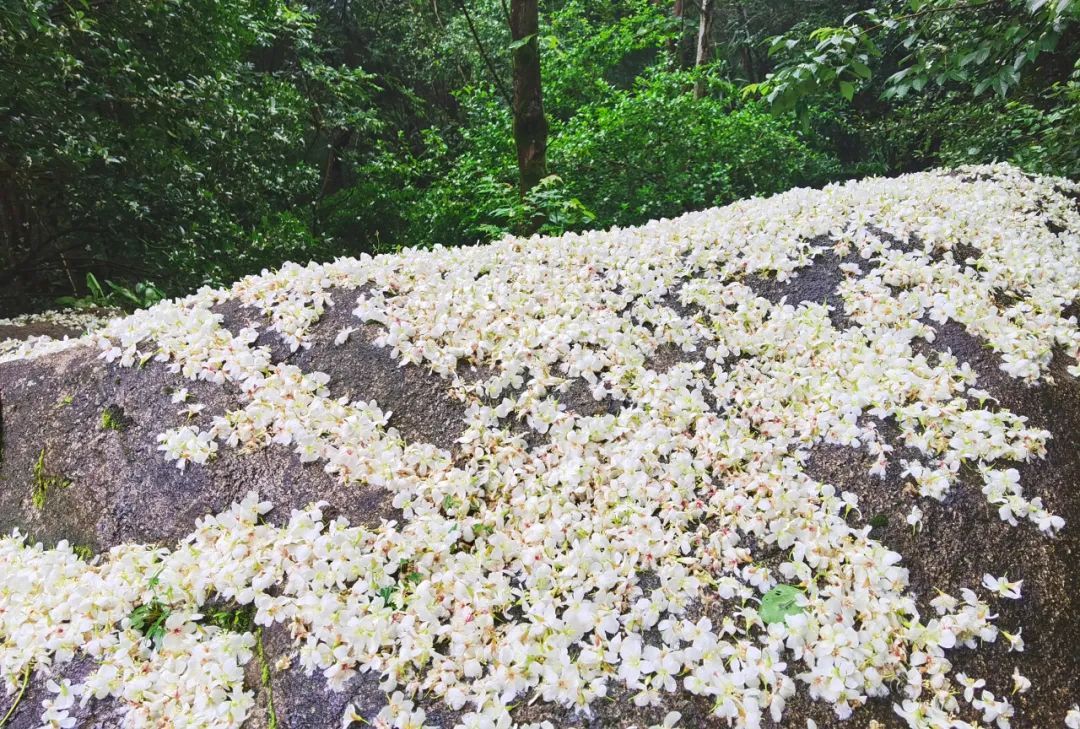 鼓山木油桐花开，五月纷飞“雪”！