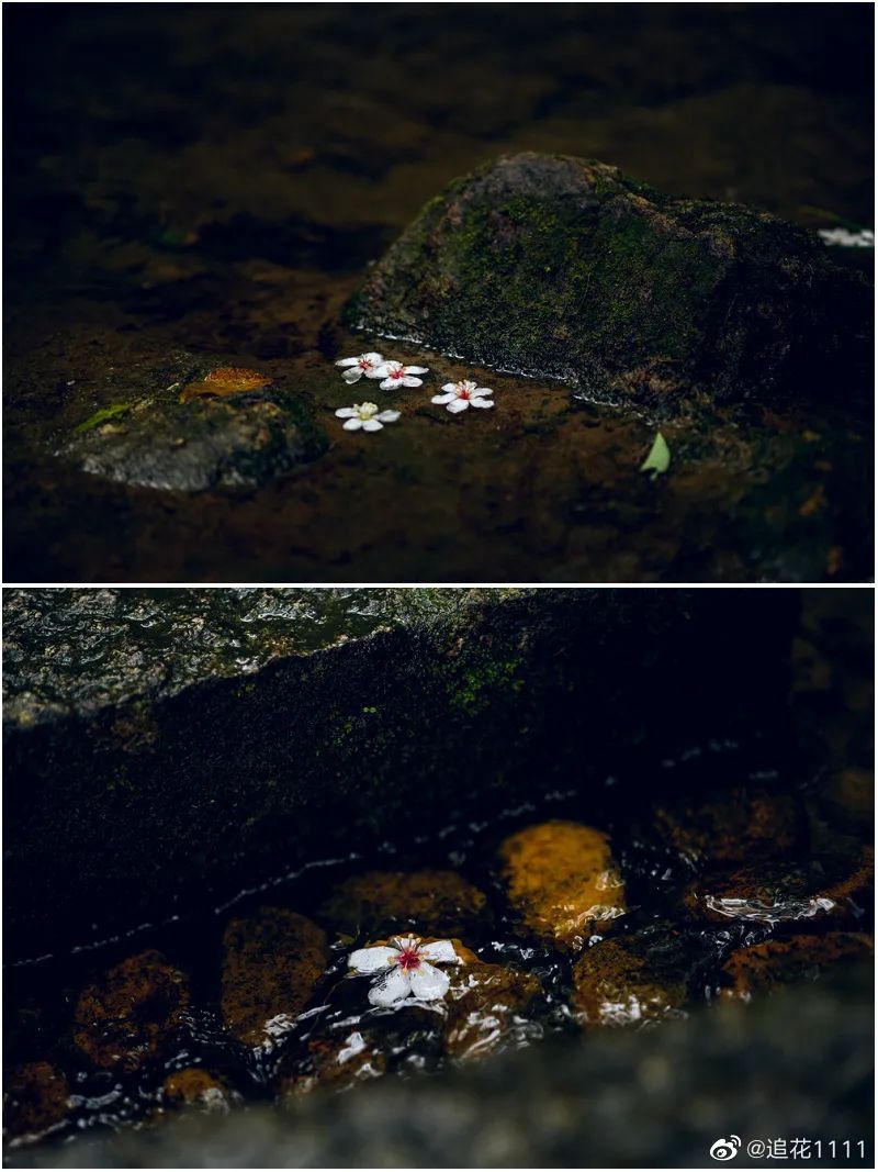 鼓山木油桐花开，五月纷飞“雪”！