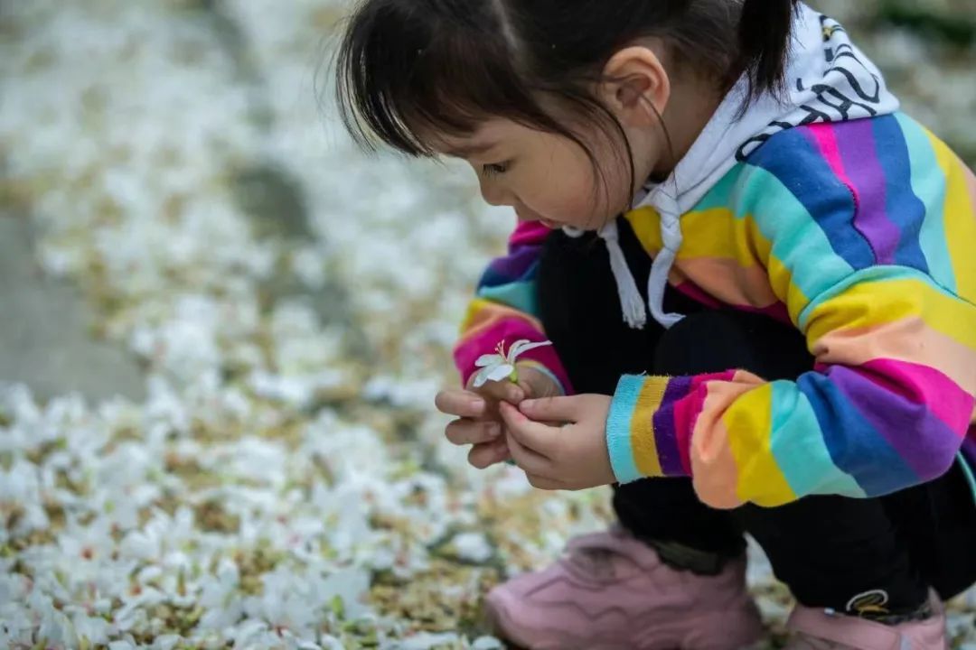 鼓山木油桐花开，五月纷飞“雪”！