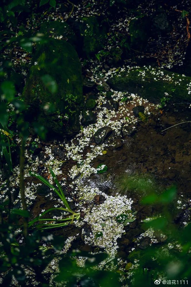 鼓山木油桐花开，五月纷飞“雪”！