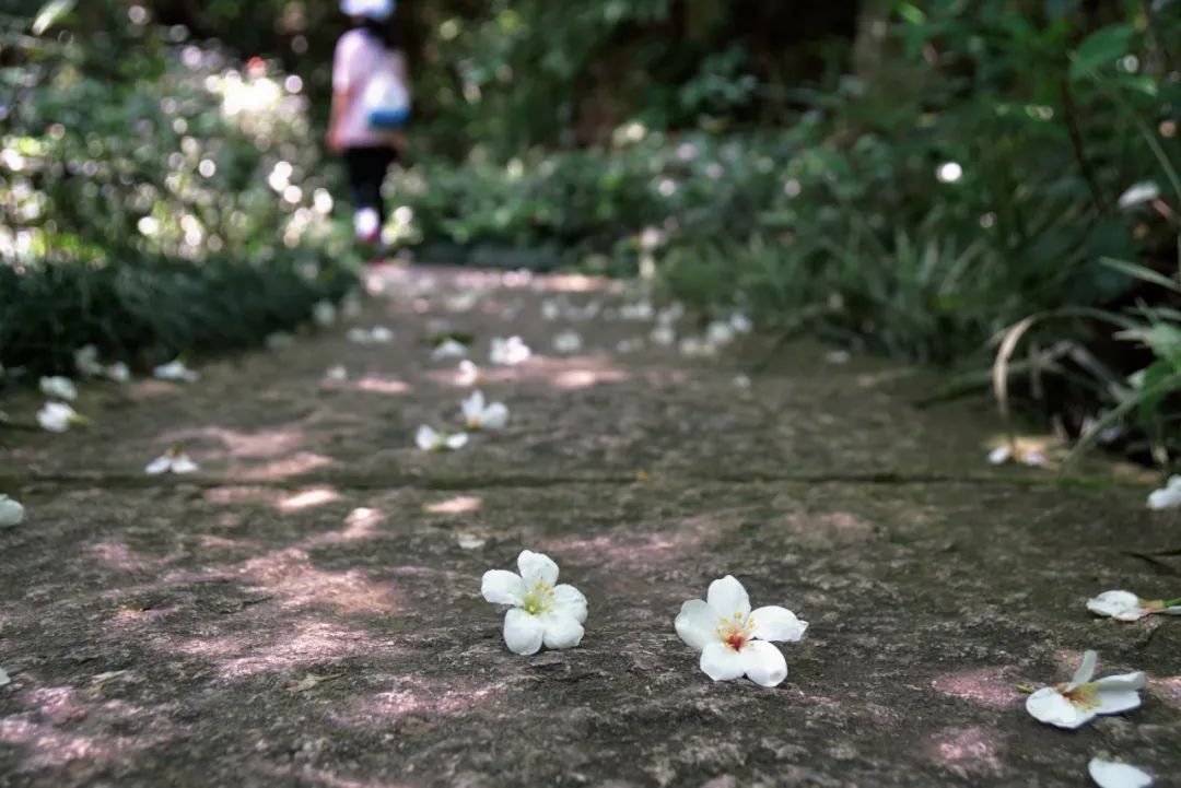 鼓山木油桐花开，五月纷飞“雪”！