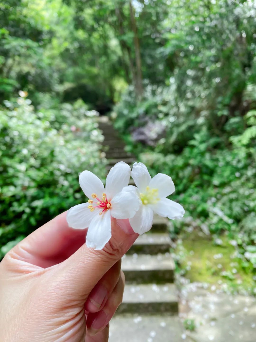 鼓山木油桐花开，五月纷飞“雪”！