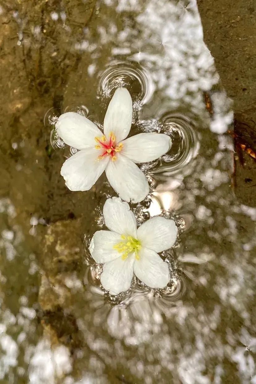 鼓山木油桐花开，五月纷飞“雪”！