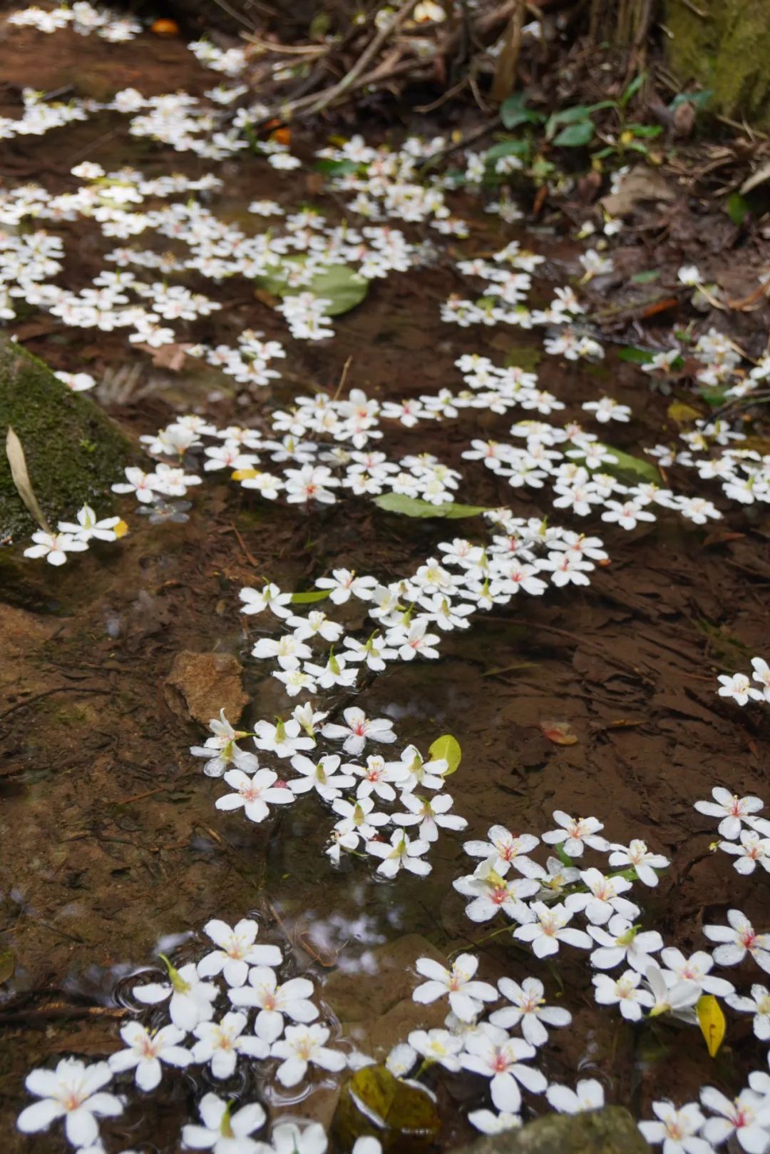 鼓山木油桐花开，五月纷飞“雪”！