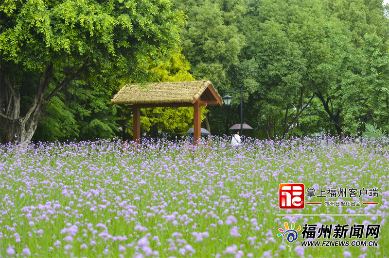 五月追花去！福州多个公园开启新一轮花海“盛宴”