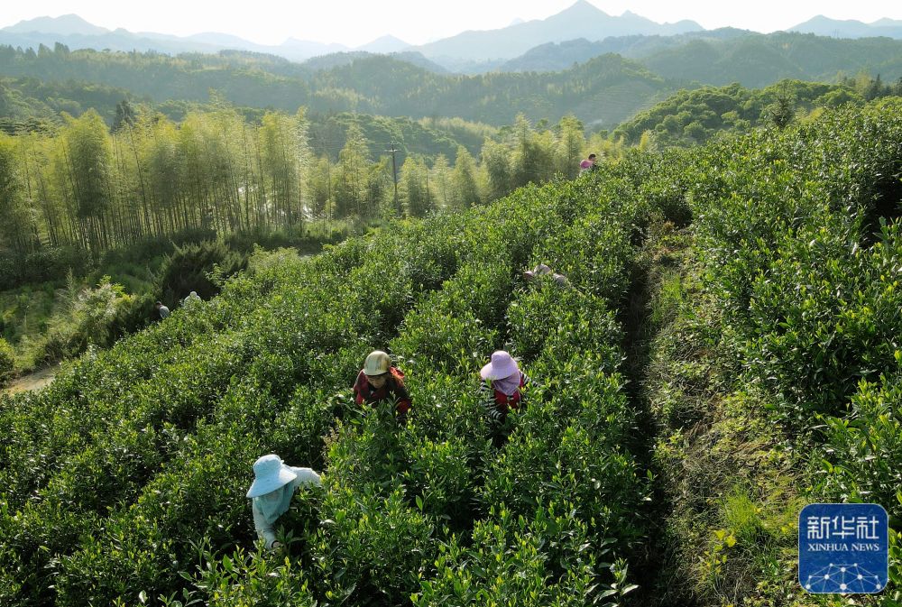 南平政和：一片小茶叶撑起40亿大产值