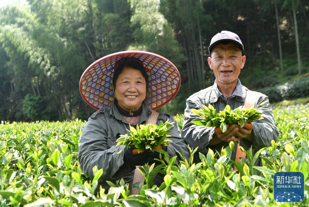 南平政和：一片小茶叶撑起40亿大产值