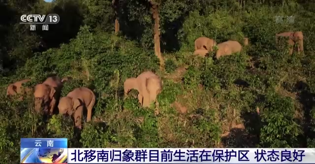 状态良好！北移南归象群目前生活在保护区 各部门进一步做好保护工作