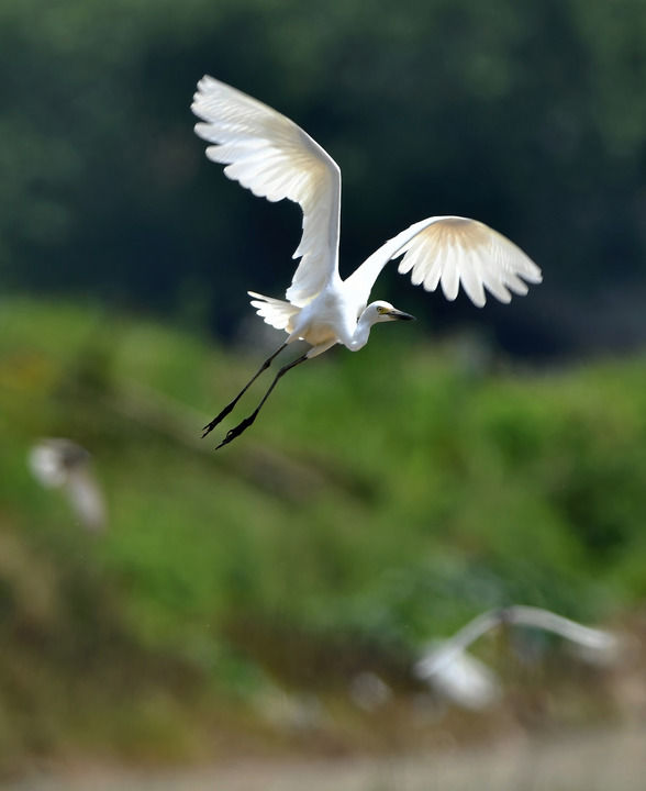 福州连江：人鸟和谐共家园