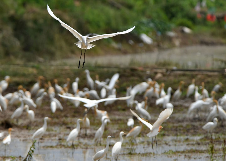 福州连江：人鸟和谐共家园
