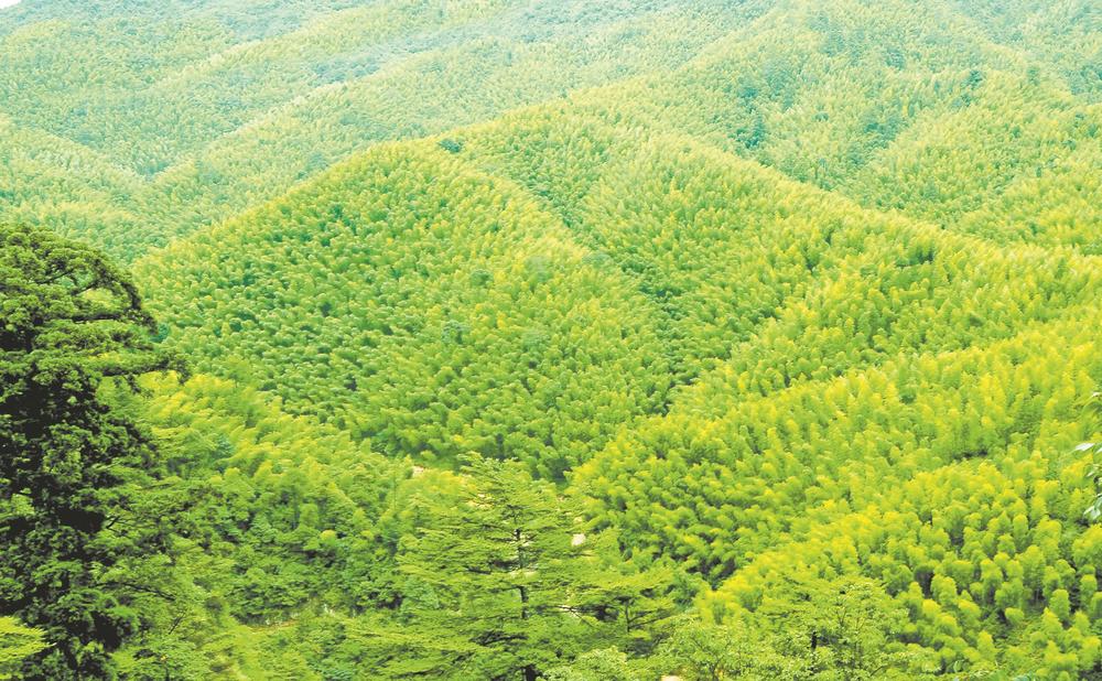 绿色发展 林改点绿成金