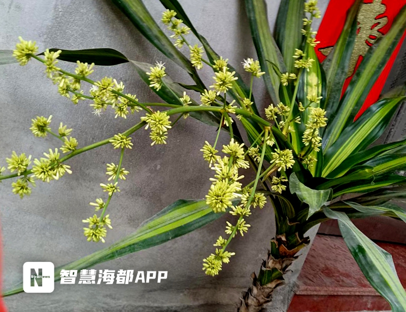少见！福州一市民家中巴西铁树开花，香飘邻里