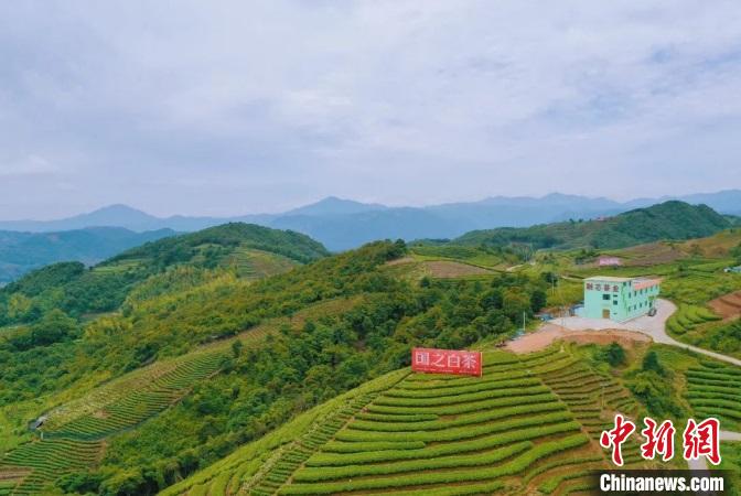 “中国白茶之乡”福建福鼎：念好“茶经”唱“山歌”