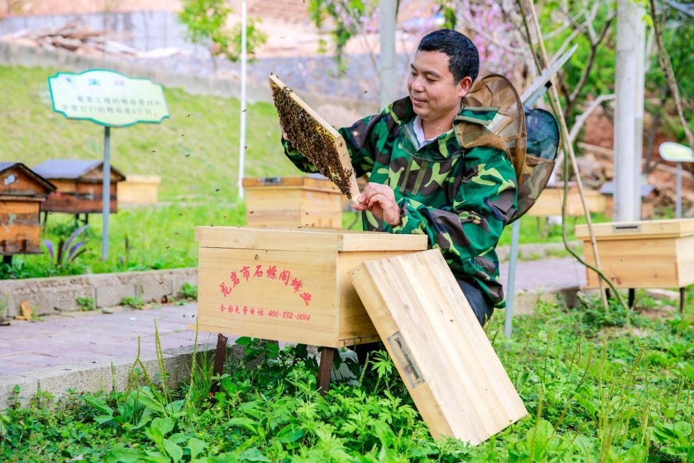 福建武平：林下养蜂能手带领群众增收致富