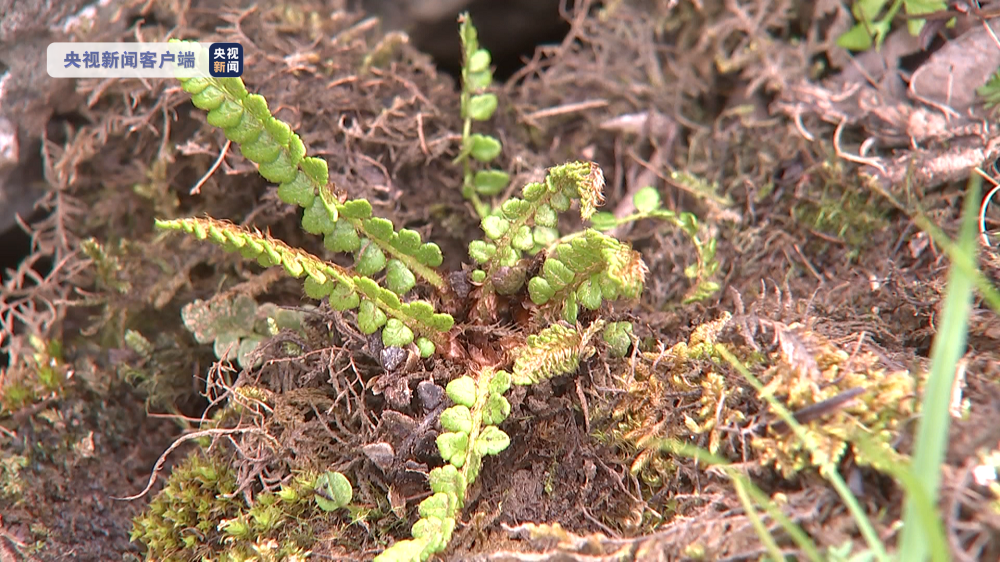青海首次发现国家一级保护植物——玉龙蕨