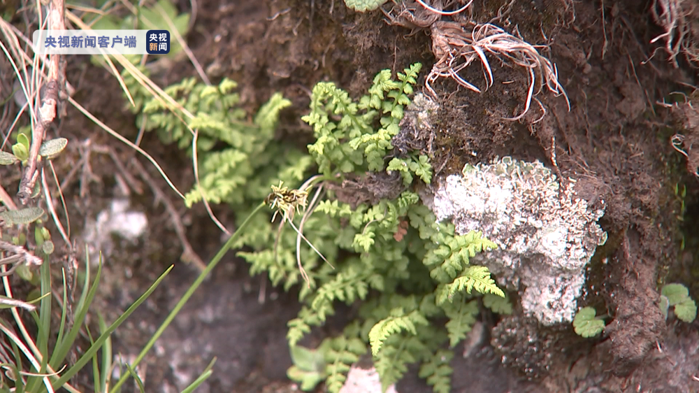 青海首次发现国家一级保护植物——玉龙蕨