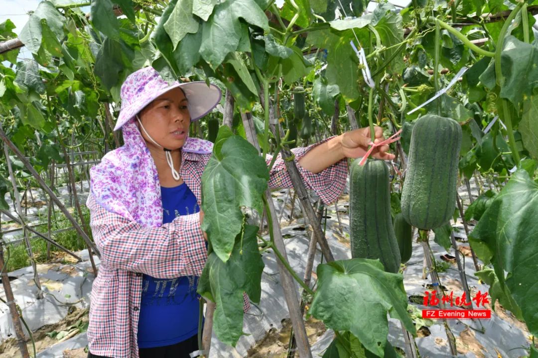 花秀凤：精心培育，无限“莓”好