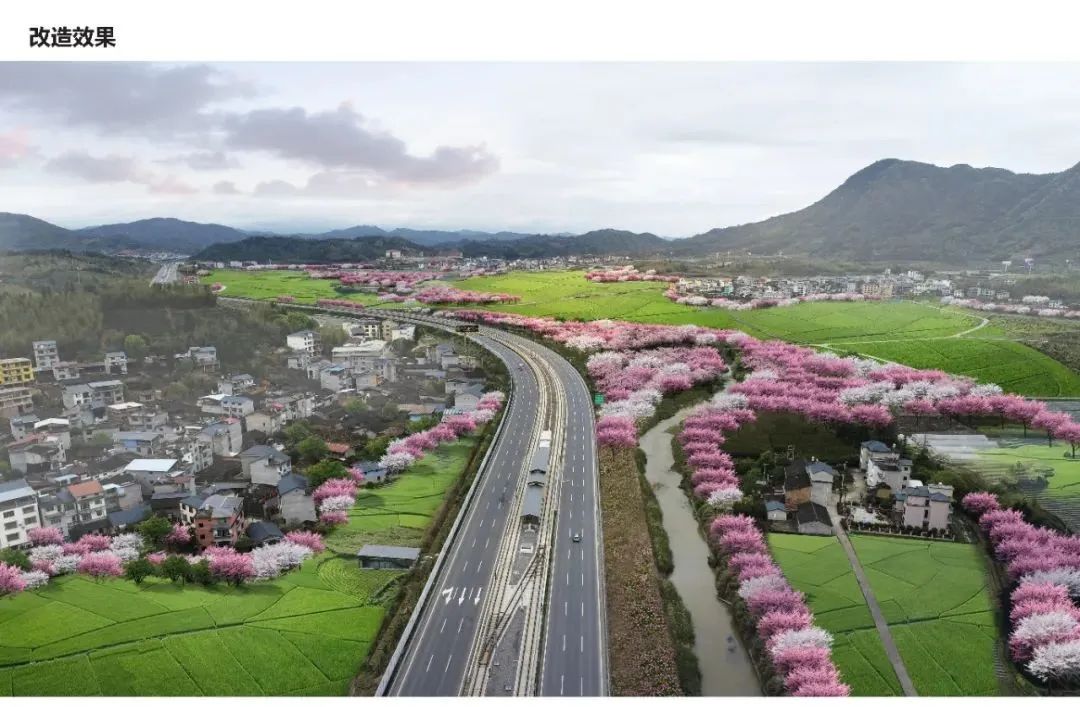 一路繁花一路景！武夷山种下8万株苗木，为道路披“彩衣”