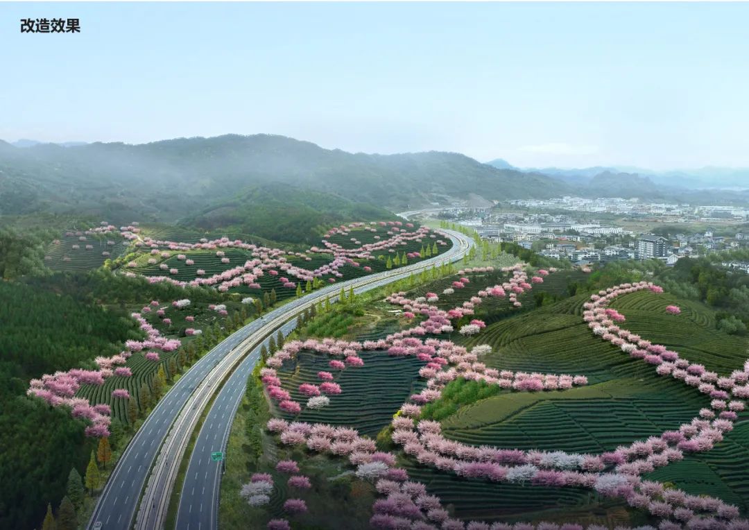 一路繁花一路景！武夷山种下8万株苗木，为道路披“彩衣”